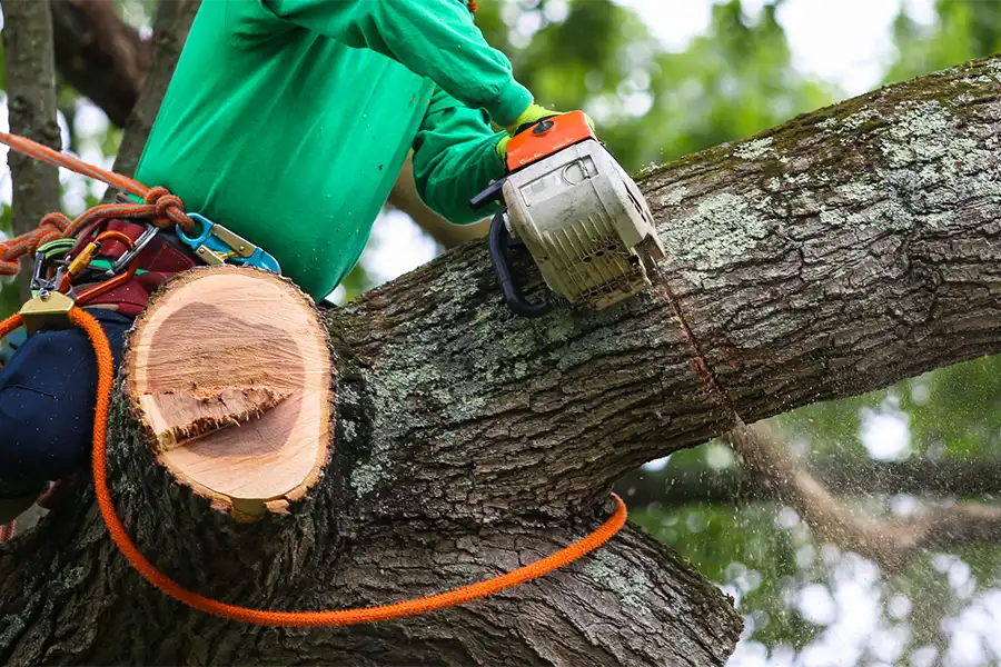Tree Removal
